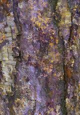 Patina V — Fissure. Ridged surface in violet and yellow with a pale cream column at the left. The unframed sheet.